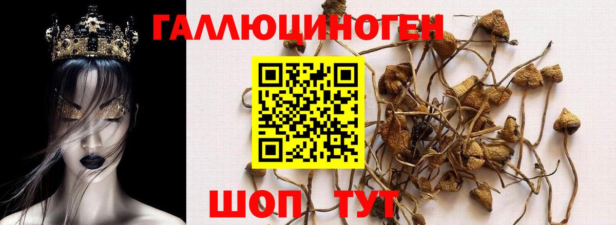Псилоцибиновые грибы Psilocybine cubensis Кыштым